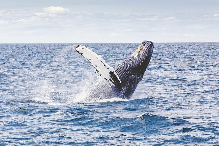 Icy Strait Shore Excursion: Whale Watching Adventure Tour - Photo 1 of 6